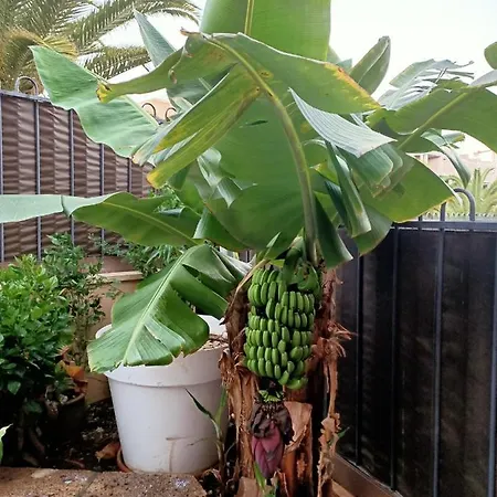 Daire El Arona Mi Jardin Palm-mar